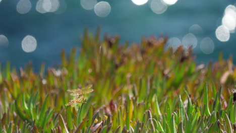 Libellen-Auf-Mediterranen-Fettpflanzen-Mit-Dem-Meer-Im-Hintergrund,-Sonneneruptionen